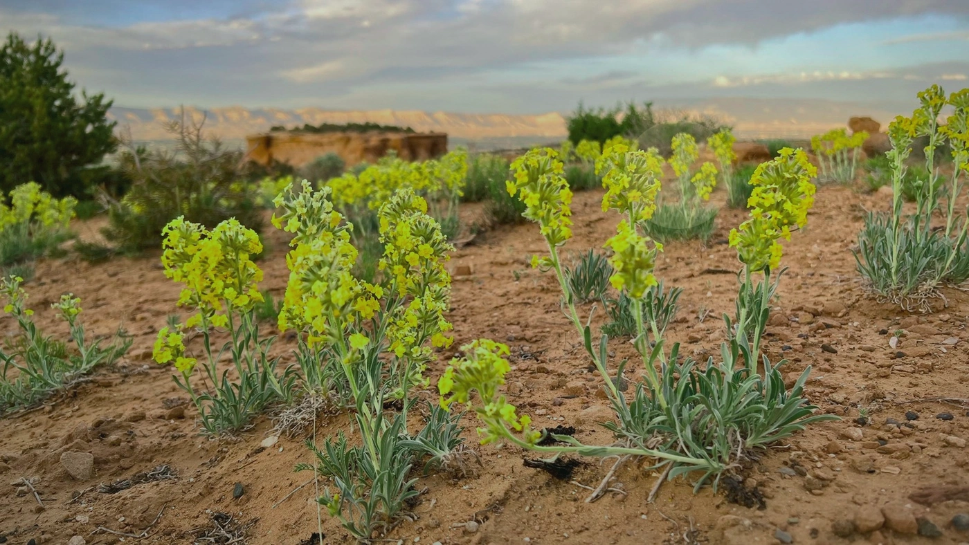 How to Compare Colorado Vacant Land Cash Buyers Colorado land guide