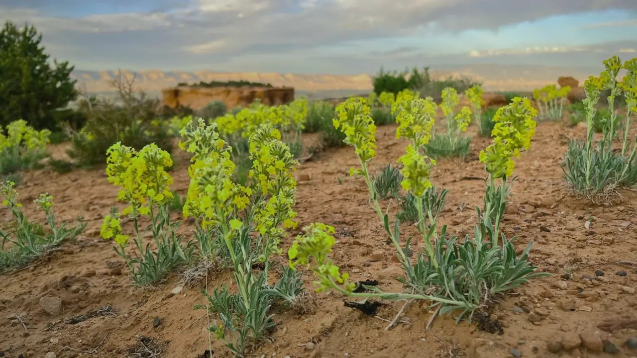 How to Compare Colorado Vacant Land Cash Buyers Colorado land guide