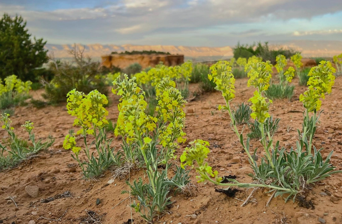 Colorado land sale options and buyer review for Selling Inherited Colorado Land for Cash