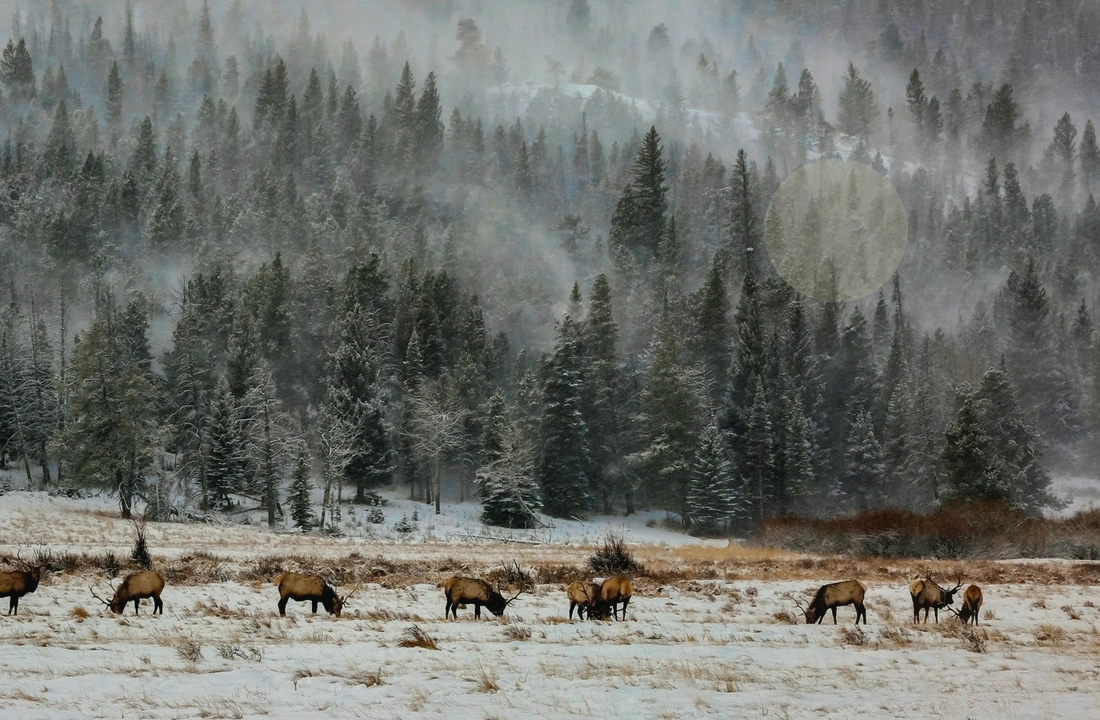 Colorado land sale options and buyer review for How to Sell Mountain Land for Cash in Colorado